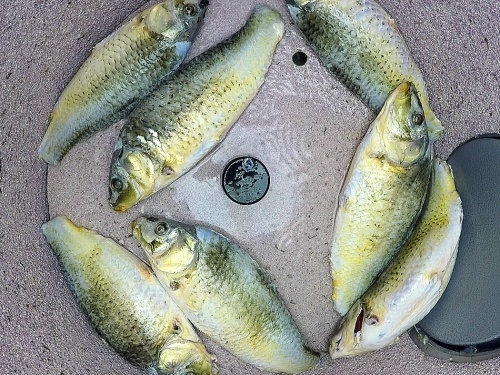 Лукочистка FLOTT ZS10