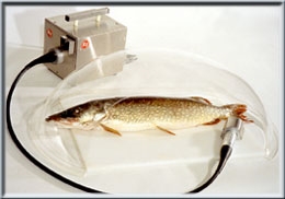 Рыбочистка KT-S